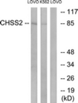 Western blot of extracts from LOVO/K562 cells, using CHSY2 Antibody. The lane on the right was incubated with synthetic peptide.