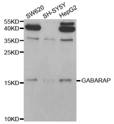 Western blot analysis of extracts of various cell lines, using GABARAP antibody.