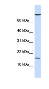 GABARAP antibody LS-C111309 Western blot of 721_B cell lysate.