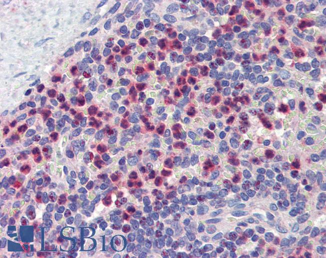 Anti-GABARAPL1 antibody IHC of human spleen. Immunohistochemistry of formalin-fixed, paraffin-embedded tissue after heat-induced antigen retrieval. Antibody LS-B4021 concentration 5 ug/ml.
