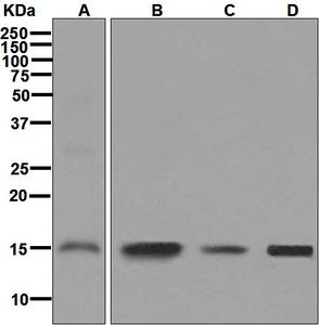 Western blot analysis on (A) fetal brain, (B) human heart, (C) HeLa, and (D) human spleen lysates using anti-GABARAPL2 antibody.