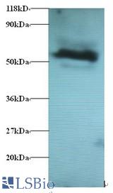 Western blot of Gamma-aminobutyric acid receptor-associated protein-like 2 Antibody at 2 ug/ml + 293T whole cell lysate at 20 ug. Secondary: Goat polyclonal to Rabbit IgG at 1:15000 dilution. Predicted band size: 13 kDa. Observed band size: 60 kDa.