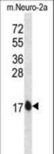GATE16 Antibody western blot of mouse Neuro-2a cell line lysates (35 ug/lane). The GATE16 antibody detected the GATE16 protein (arrow).