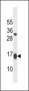 GATE16 Antibody western blot of K562 cell line lysates (35 ug/lane). The GATE16 antibody detected the GATE16 protein (arrow).