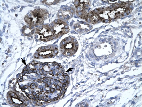 GABPA antibody LS-C31637 was used in IHC to stain formalin-fixed, paraffin-embedded human kidney.