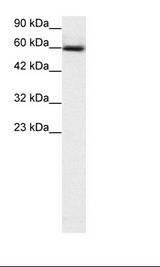 Jurkat Cell Lysate