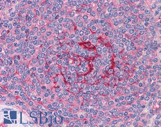Anti-GABPB1 antibody IHC of human spleen. Immunohistochemistry of formalin-fixed, paraffin-embedded tissue after heat-induced antigen retrieval. Antibody LS-B4349 concentration 3.75 ug/ml.
