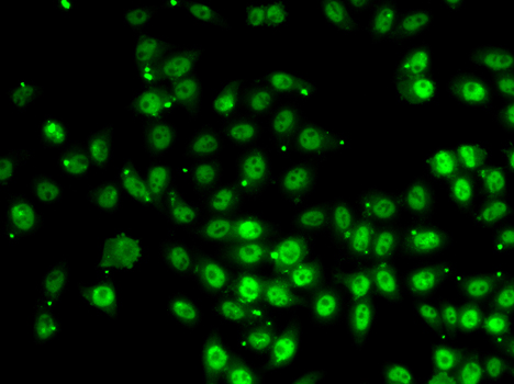 Immunofluorescence blot of HeLa cell using GABPB1 antibody.