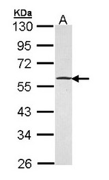 Sample (30 ug of whole cell lysate). A: Hela. 10% SDS PAGE. GABPB1 antibody diluted at 1:5000.