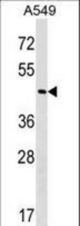 GABPB2 Antibody western blot of A549 cell line lysates (35 ug/lane). The GABPB2 antibody detected the GABPB2 protein (arrow).