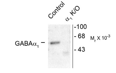 Western blot of rat forebrain lysates from wild type (Control) and a1-knockout (a1-K/O) animals showing specific immunolabeling of the ~51k a1-subunit of the GABAA-R. The labeling was absent from a lysate prepared from a1-knockout animals.