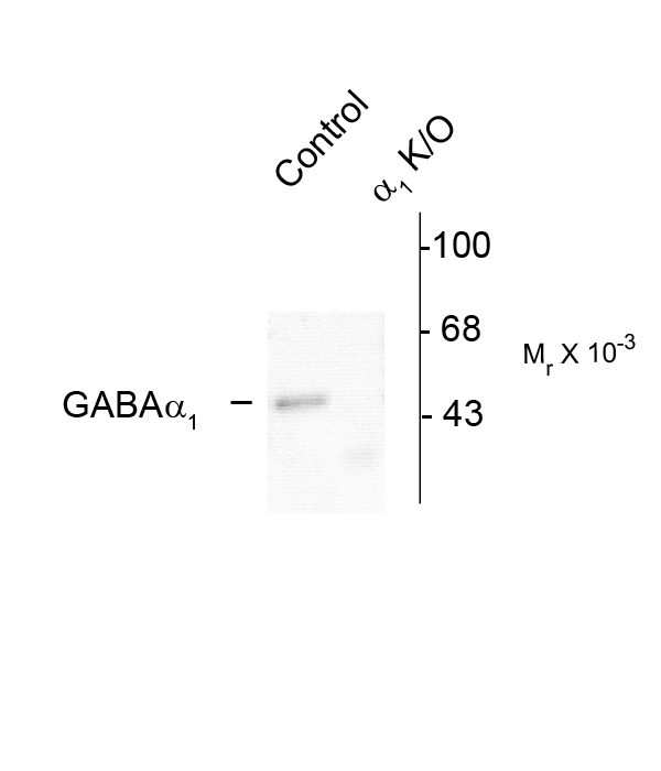Western blot of rat forebrain lysates from wild type (Control) and a1-knockout (a1-K/O) animals showing specific immunolabeling of the ~51k a1-subunit of the GABAA-R. The labeling was absent from a lysate prepared from a1-knockout animals.