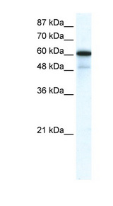GABRA1 antibody LS-B155 Western blot of HepG2 cell lysate.
