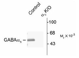 Western blot of rat brain lysates from wild type (Control) and alpha3-knockout (alpha3-K/O) animals showing specific immunolabeling of the ~51k alpha3-subunit of the GABAA receptor. The labeling was absent from a lysate prepared from alpha3-knockout animals.