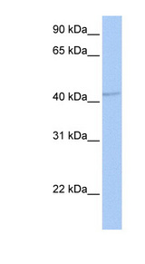 GABRA5 antibody LS-C101528 Western blot of Fetal Brain lysate.