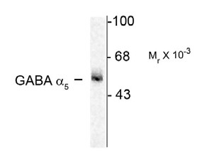 Western blot of 7 µg of rat hippocampus (Hipp) showing specific immunolabeling of the ~55k a5-subunit of the GABAA-R.