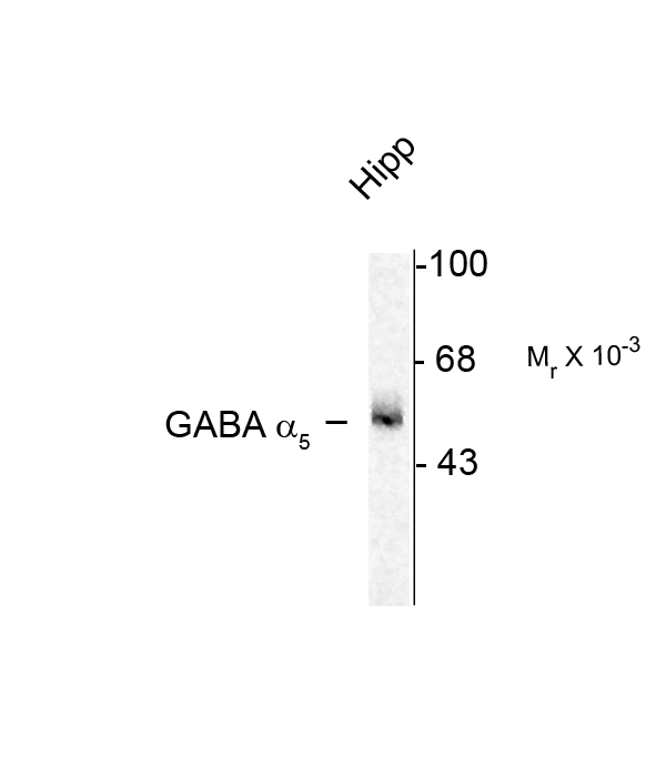 Western blot of 7 mg of rat hippocampus (Hipp) showing specific immunolabeling of the ~55k a5-subunit of the GABAA-R.