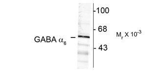 Western blot of rat cortex lysate showing immunolabeling of the ~57k a6-subunit of the GABAA-R.