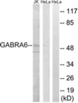 Western blot of extracts from HeLa/Jurkat cells, using GABRA6 Antibody. The lane on the right is treated with the synthesized peptide.