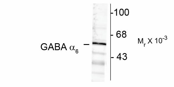Western Blot of GABRA6 antibody. Western blot of rat cortex lysate showing immunolabeling of ~57k alpha6-subunit of the GABAA receptor