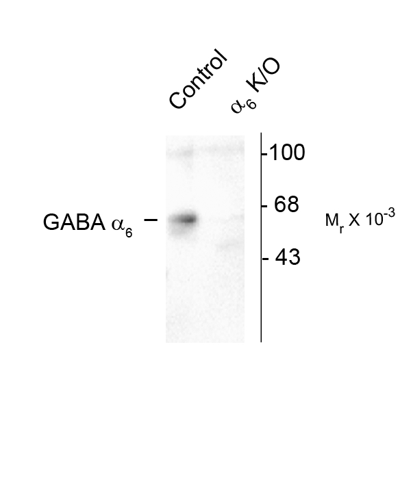 Western blot of rat forebrain lysates from Wild Type (Control) and a6-knockout (a6-K/O) animals showing specific immunolabeling of the ~57k a6-subunit of the GABAA-R. The labeling was absent from a lysate prepared from a6-knockout animals.