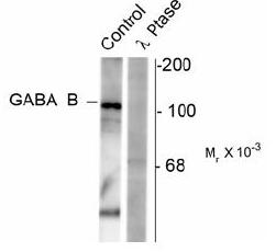 Western blot of rat synaptic membrane showing specific immunolabeling of the ~102k GABAB R1 protein phosphorylated at Ser923 (control). The phosphospecificity of this labeling is shown in the second lane (lambda-phosphatase: lambda-Ptase). The blot is ide