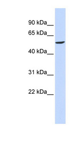 GABRB2 antibody LS-C109989 Western blot of 293T cell lysate.