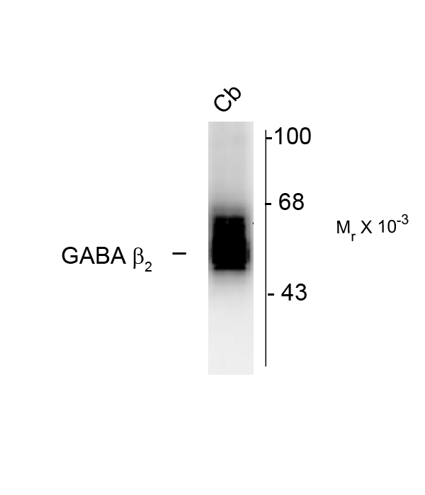 Western blot of 7 mg of rat cerebellum (Cb) showing specific immunolabeling of the ~55k beta1-subunit of the GABAA-R.