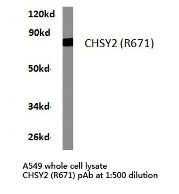 Western blot of CHSY2 (R671) pAb in extracts from A549 cells.