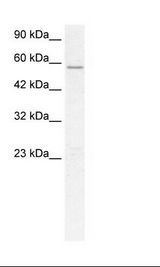 HepG2 Cell Lysate