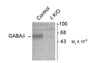 Western blot of mouse cerebellar lysates from wild type (Control) and 6-knockout (bK/O) animals showing specific immunolabeling of the ~52k 6-subunit of the GABAA-R. The labeling was absent from a lysate prepared from 6-knockout animals.