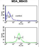 GABRD Antibody flow cytometry of MDA-MB435 cells (bottom histogram) compared to a negative control cell (top histogram). FITC-conjugated goat-anti-rabbit secondary antibodies were used for the analysis.