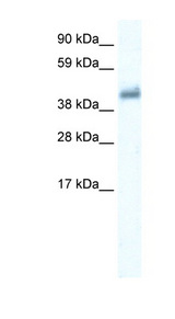 GABRE antibody LS-B955 Western blot of Placenta lysate.