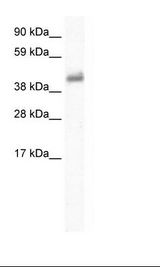 Placenta Lysate