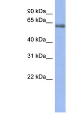 GABRE antibody LS-C109998 Western blot of 1 Cell lysate. Antibody concentration 1 ug/ml.