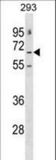 GABRE Antibody western blot of 293 cell line lysates (35 ug/lane). The GABRE antibody detected the GABRE protein (arrow).