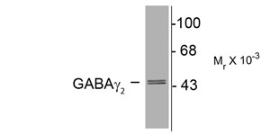 Western blot of 10 µg of rat hippocampal lysate showing immunolabeling of the ~46k y2-subunit of the GABAA-R.