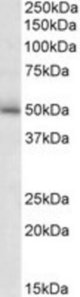GABRG2 antibody (2 ug/ml) staining of Mouse Brain lysate (35 ug protein/ml in RIPA buffer). Primary incubation was 1 hour. Detected by chemiluminescence.
