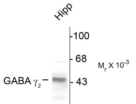 Western blot of 10 ug of rat hippocampal (Hipp) lysate showing specific immunolabeling of the ~46k y2-subunit of GABAA -R.