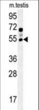 GABRG2 Antibody western blot of mouse testis tissue lysates (15 ug/lane). The GABRG2 antibody detected GABRG2 protein (arrow).