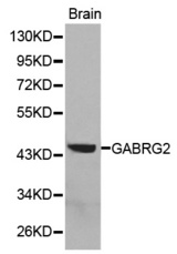 Western blot analysis of extracts of brain cell lines, using GABRG2 antibody.