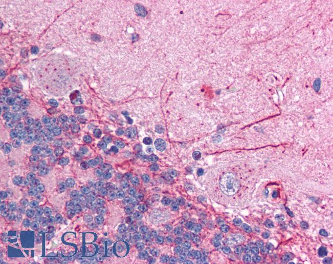 Anti-GABRP antibody IHC of human brain, cerebellum. Immunohistochemistry of formalin-fixed, paraffin-embedded tissue after heat-induced antigen retrieval. Antibody LS-B956 concentration 5 ug/ml.
