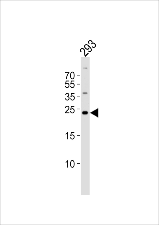 Western blot of lysate from 293 cell line with GADD45GIP1 Antibody. Antibody was diluted at 1:1000. A goat anti-rabbit IgG H&L (HRP) at 1:5000 dilution was used as the secondary antibody. Lysate at 35 ug.