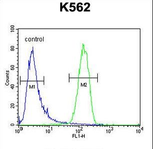 GAGE13 Antibody flow cytometry of K562 cells (right histogram) compared to a negative control cell (left histogram). FITC-conjugated goat-anti-rabbit secondary antibodies were used for the analysis.