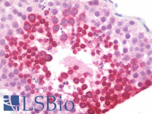 Anti-GAL / Galanin antibody IHC staining of human testis. Immunohistochemistry of formalin-fixed, paraffin-embedded tissue after heat-induced antigen retrieval.