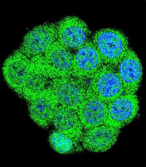 Confocal immunofluorescent of GAL Antibody with 293 cell followed by Alexa Fluor 488-conjugated goat anti-rabbit lgG (green). DAPI was used to stain the cell nuclear (blue).