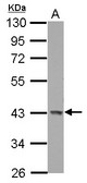 Sample (30 ug of whole cell lysate) A: U87-MG 10% SDS PAGE GALK1 antibody diluted at 1:1000