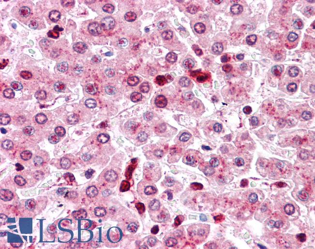 Anti-COMT antibody LS-A8833 IHC of human liver. Immunohistochemistry of formalin-fixed, paraffin-embedded tissue after heat-induced antigen retrieval.