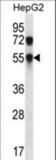 CHST8 Antibody western blot of HepG2 cell line lysates (35 ug/lane). The CHST8 antibody detected the CHST8 protein (arrow).