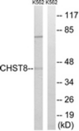 Western blot of extracts from K562 cells, using CHST8 Antibody. The lane on the right is treated with the synthesized peptide.